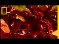 Survival Guide: Tarantula