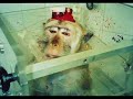 A verdade sobre os animais que ningu�m quer aceitar.