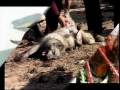 A verdade sobre os animais que ninguém quer aceitar.