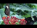 Artis Vlindertuin :: Sinds oktober 2006, bezit Artis Zoo te Amsterdam een heuze...