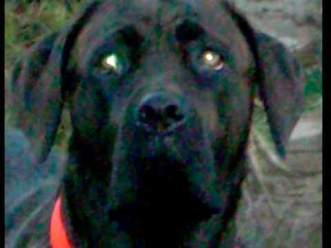 cane corso