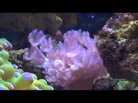 how to care for pulsing xenia