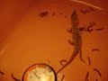 Savannah Monitor Baby Eating His First Large Cricket