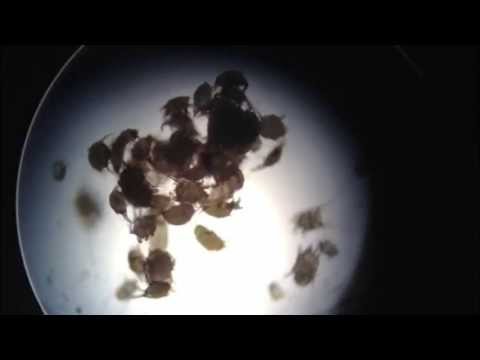 how to eliminate ear mites in cats