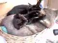 Gatti puliti