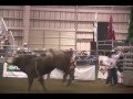 videos de Joe Garrettson Professional Bull Fighter