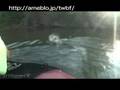 TOP WATER BASS FISHING 盆中のリーバーで奇形のバスキャッチ!バイト多数&やっちゃいました!