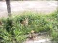 兔子影片20091016