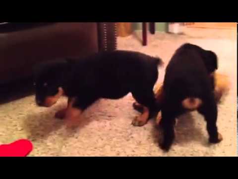 No collar girl and red and black collar girl play away