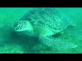 Scuba Diving in Marsa Alam, Egypt, with turtles - Nurkowanie Scuba Diving in Marsa Alam, Egypt, with turtles - Nurkowanie