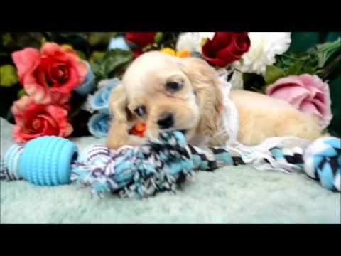 Cooper AKC Silver Buff Male Cocker Spaniel Puppy for sale