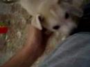 lola chata
