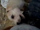 lola chata