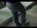 Pinewood Derby Race