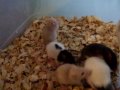 GEDC0009.MOV
