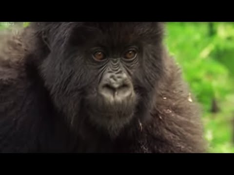 gORILLA