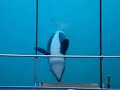Orca Show Marineland 2007 Orca Show Marineland 2007