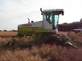 Claas Maxi Swather Swathing OSR Claas Maxi Swather Swathing OSR
