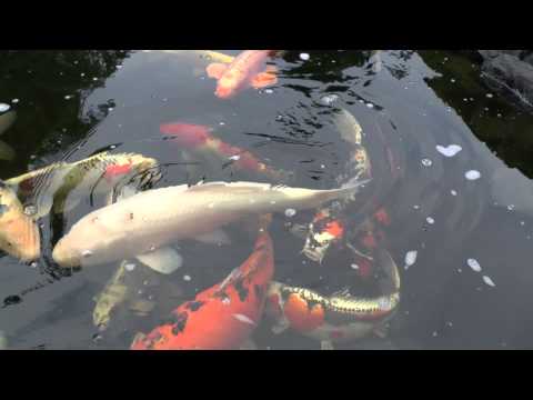 koi fish Koi Karpfen Big 8.12.2012 full HD HQ Panasonic X909