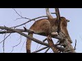 Archery Lion Kill