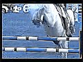 Show Jumping- All the Small Things Show Jumping- All the Small Things