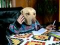 Cane al Telefono