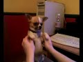 踊る犬動画