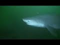 Sixgill sharks Sixgill sharks