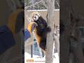 一生懸命なお食事タイム…レッサーパンダのセイタ（2016年2月15日撮影）