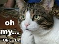 Cats - Not From This World... Katten - Niet Van Deze Wereld!
