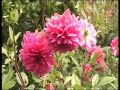 baglung golkote nepal baglung golkote nepal