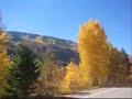 Leaves in Aspen, Colorado