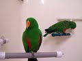 Stewie & Harley...  Eclectus Parrots Talking