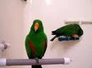 Stewie & Harley...  Eclectus Parrots Talking