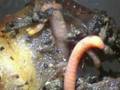 YouTube - Red Worms Composting