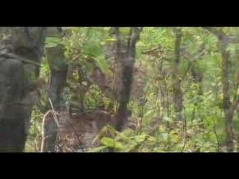 Pse Kudu
