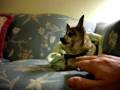 videos de Speedy!