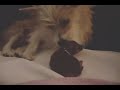 abner.wmv abner.wmv