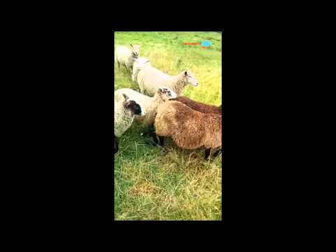 Ovce útočí!