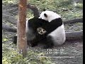 Mei and Tian.. 2008 B Mei and Tian.. 2008 B