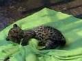 loin/ cheeta/ leeperad/ w/e it is attack lil boy