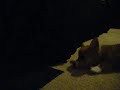 Churchill the pembroke welsh corgi 2