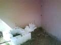 videos de Fantail Bird Hatching