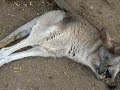 Baby Kangaroo Baby Kangaroo