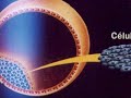 CELULAS - TRONCOS :  BIOLOGIA