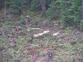 Elk herd in Youbou BC