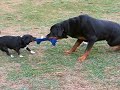 Tug of War