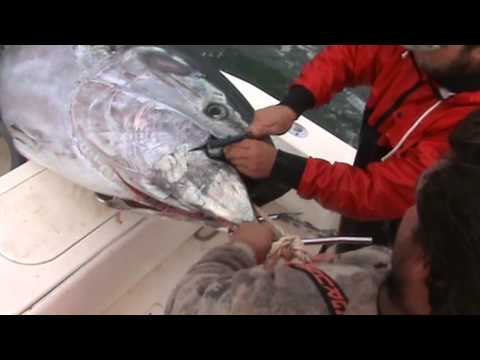 how to bleed southern bluefin tuna