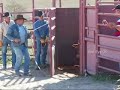 Wilfong Bucking Bulls 2008 Weanling Calves Wilfong Bucking Bulls 2008 Weanling Calves