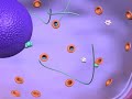 Gene Expression